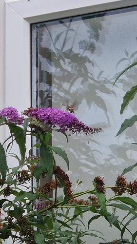 Eurasian Hummingbird Hawkmoth