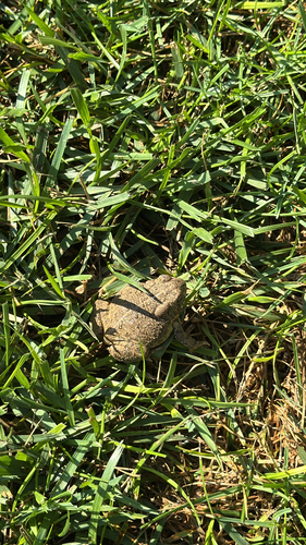 Woodhouse's Toad