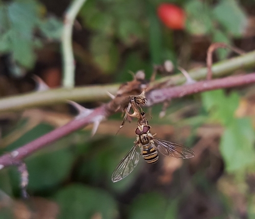Marmalade Hover Fly