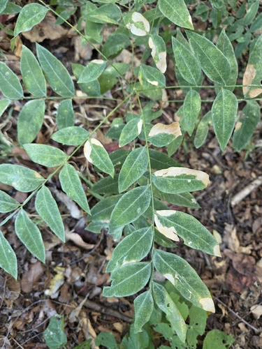 Western Soapberry