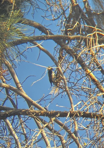 iNaturalist observation photo of Hairy Woodpecker