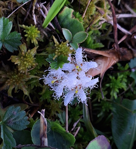 Bogbean