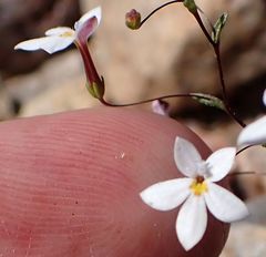 Nemacladus longiflorus