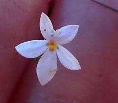 Nemacladus longiflorus