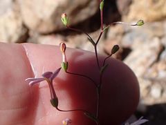 Nemacladus longiflorus