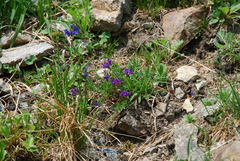 Oxytropis revoluta