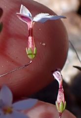 Nemacladus longiflorus