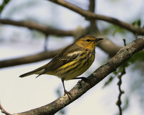Cape May Warbler