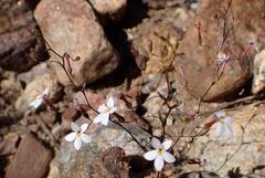 Nemacladus longiflorus