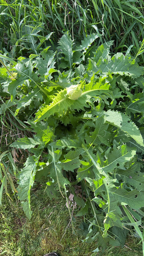 Cabbage Thistle