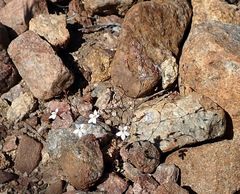 Nemacladus longiflorus