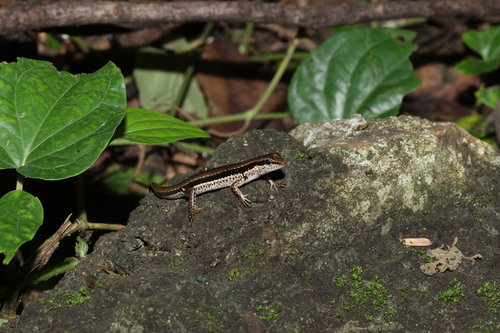 Spotted Forest Skink