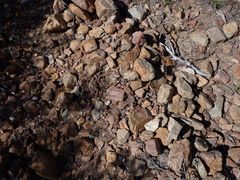 Nemacladus longiflorus