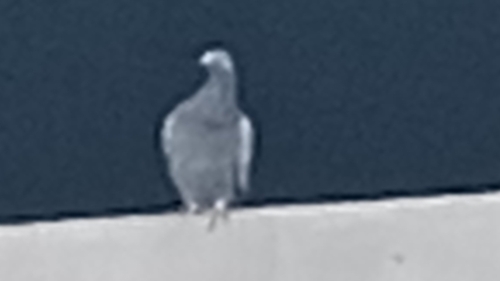 Feral Pigeon