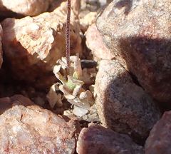 Nemacladus longiflorus