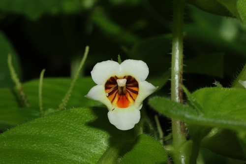 Microchirita radiata