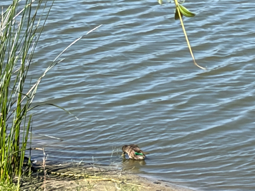 iNaturalist observation photo of Green-winged Teal