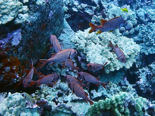 Myripristis, 2026-09-10