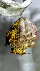 Mischocyttarus cerberus