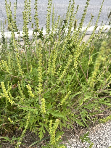 common ragweed