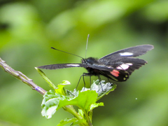 Archonias brassolis tereas