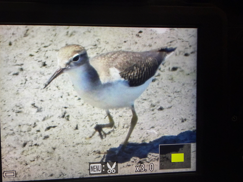 iNaturalist observation photo of Spotted Sandpiper