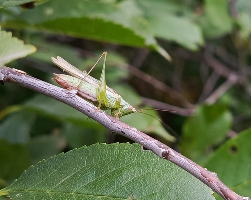 Long-winged Conehead