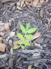 Oplismenus undulatifolius, photograph (c) Erin Collins, some rights reserved (CC BY)