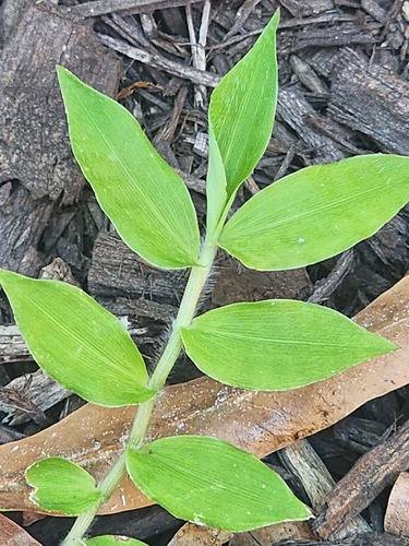 Oplismenus undulatifolius, photograph 3