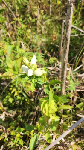 white turtlehead