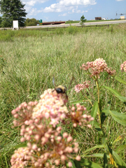 Asclepias incarnata incarnata