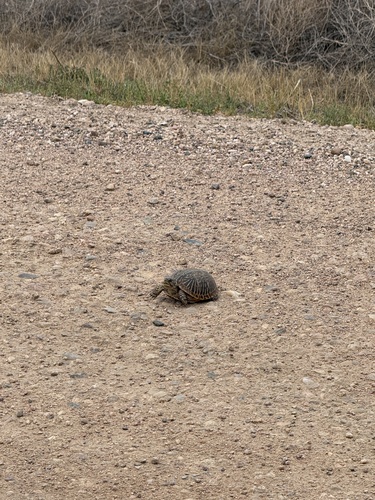 Ornate Box Turtle