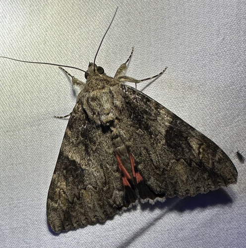 Irene's Underwing photo 5
