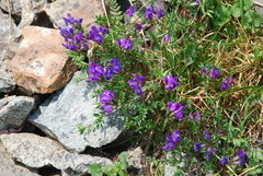Oxytropis revoluta