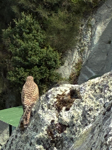 Eurasian Kestrel
