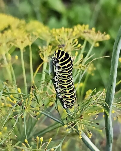 Old World Swallowtail