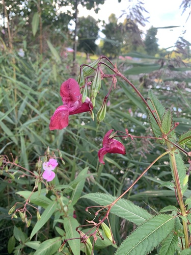 Himalayan balsam