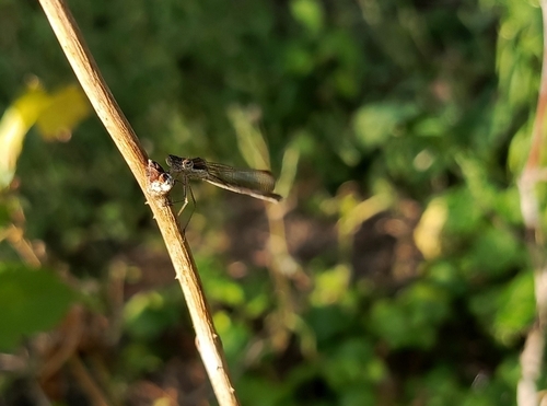 Common Winter Damselfly