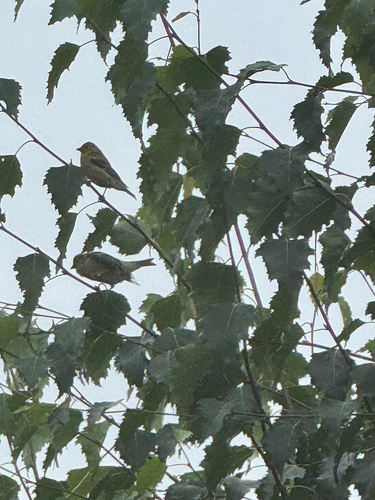American Goldfinch