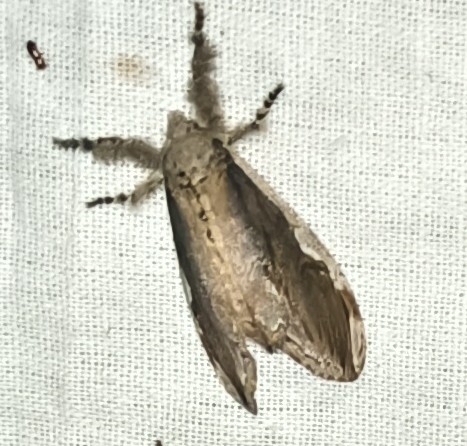 Brown Tussock Moth