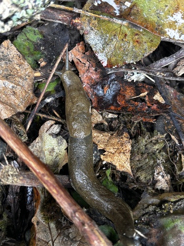 Pacific Banana Slug