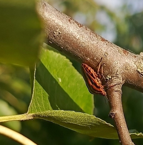 European Striped Shield Bug