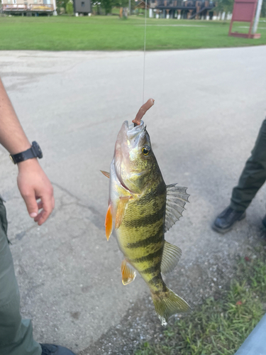 Yellow Perch