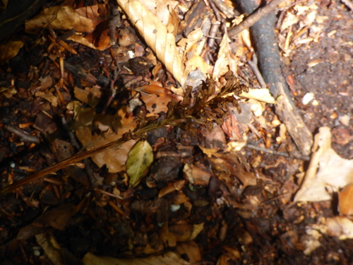 bird's-nest orchid