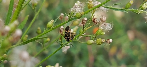 Cabbage Bug