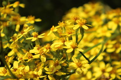 Asteraceae
