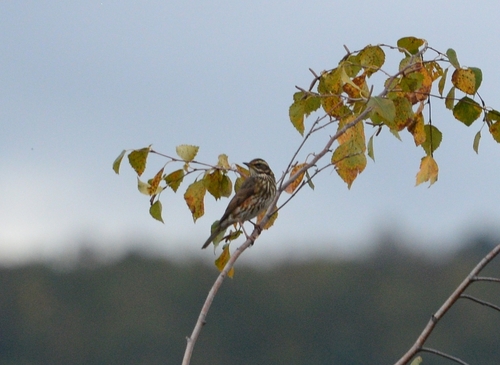 Redwing