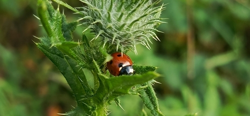 Seven-spotted Lady Beetle