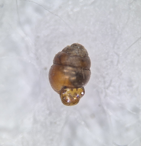 Marsh Whorl-snail