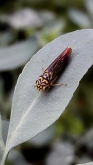 Dilobopterus costalimai